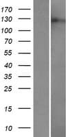 Human DRPLA / Atrophin-1 Protein (Over-Expression Lysate Myc-DDK (Flag))