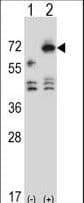 ARSF / Arylsulfatase F Antibody (aa236-264)