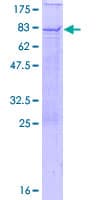Human BTN1A1 Protein (Recombinant GST)