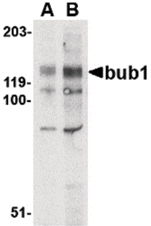 IHC-plus™ Polyclonal Rabbit anti-Human BUB1 Antibody (IHC, IF, WB)