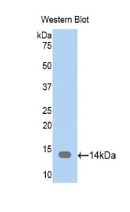 CAP1 Antibody (aa38-149)