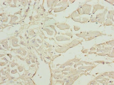 CAP2 Antibody