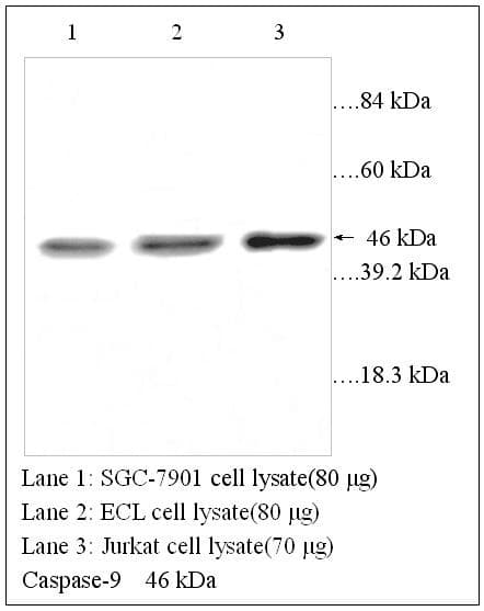 IHC-plus™ CASP9 / Caspase 9 Antibody (aa299-318)