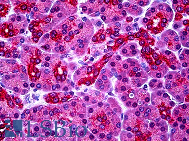 IHC-plus™ PARL / PSARL Antibody