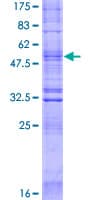 Human OR52N5 Protein (Recombinant GST)