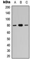 ZNF441 Antibody (N-Terminus)