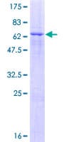 Human ZNF557 Protein (Recombinant GST)