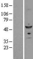 FZR1 Protein (Over-Expression Lysate Myc-DDK (Flag))