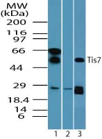 Polyclonal Rabbit anti-Human IFRD1 / TIS7 Antibody (aa70-120, IHC, WB)