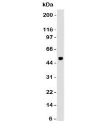 PAX6 Antibody (clone PBPX6)
