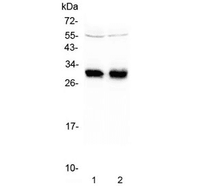 Mhc Class II Antigen (HLA-DRB1) Antibody