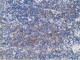 PRKAR1B Antibody (clone OTI2A3)