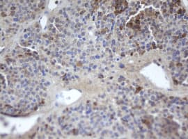 MAFB Antibody (aa32-320, clone OTI1F1, Carrier-free)