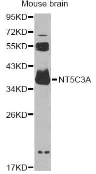 NT5C3A Antibody