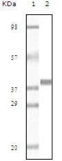 Monoclonal Mouse anti-Human MB / Myoglobin Antibody (clone 6H8B5, 5A2G8, 4D7H3, 3H6A7, IHC, WB)