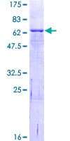 Human IL1RAP Protein (Recombinant GST)