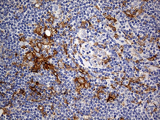 CD14 Antibody (aa20-367, clone OTI3F5)