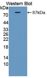 CPT2 Antibody (aa152-658)