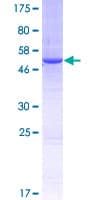 Human THOC7 Protein (Recombinant GST)
