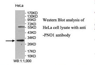 PNO1 Antibody (aa13-187)