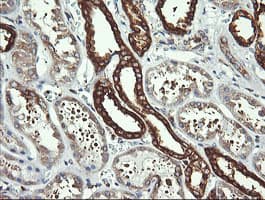 DNM1L / DRP1 Antibody (clone OTI4B5)