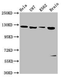 CD118 / LIF Receptor Alpha Antibody
