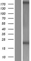 ARL17B Protein (Over-Expression Lysate Myc-DDK (Flag))