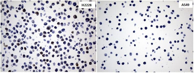 IDO1 / IDO Antibody (clone UMAB251)