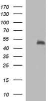 SYT4 Antibody (clone OTI4F2)
