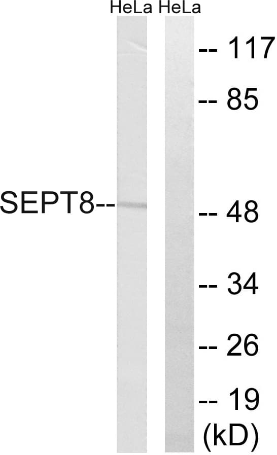 SEPT8 / Septin 8 Antibody (aa170-219)