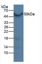 NR1H3 / LXR Alpha Antibody (aa93-432, APC)