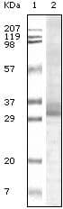 TRIM5 Antibody (clone 3B11H2)