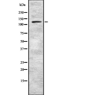 SPZ1 Antibody