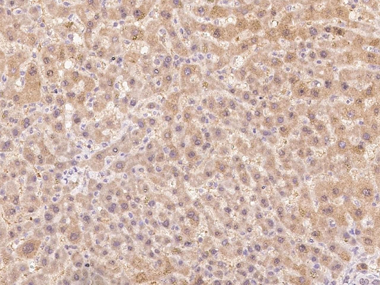 NMNAT3 Antibody