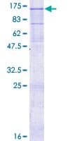 Human IL12RB2 Protein (Recombinant GST)