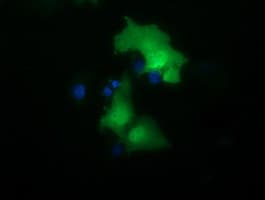 MMS21 / NSMCE2 Antibody (clone OTI3C10)