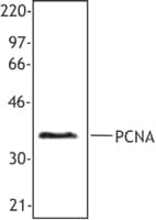 IHC-plus™ PCNA Antibody (clone PC10)