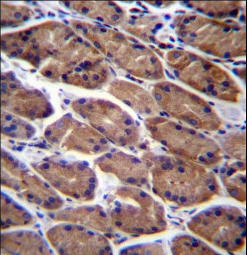 PODNL1 Antibody (aa167-195)