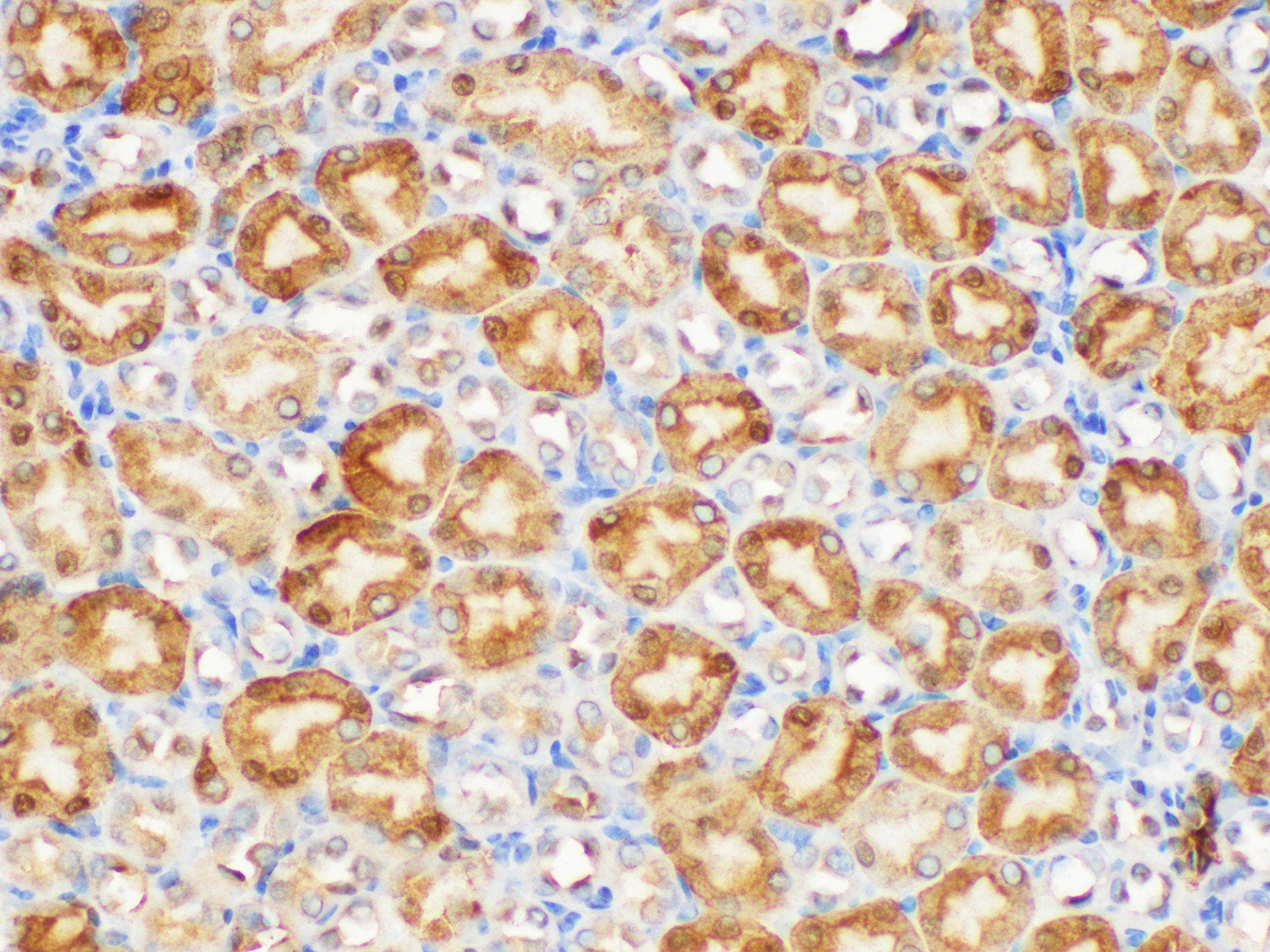 Polyclonal Rabbit anti-Mouse GSTP1 / GST Pi Antibody (IHC, WB)