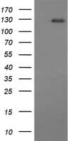 PathPlus™ CD163 Antibody (clone 4G8)