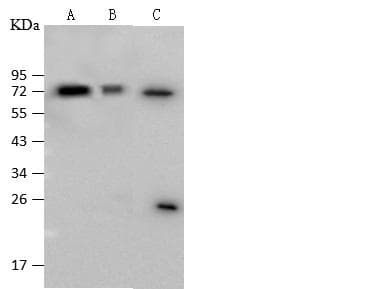 CD80 Antibody (Preservative Free)
