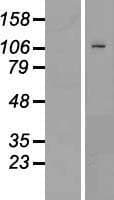 HPMS1 / PMS1 Protein (Over-Expression Lysate Myc-DDK (Flag))