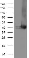 TBCC Antibody (clone OTI2D1)