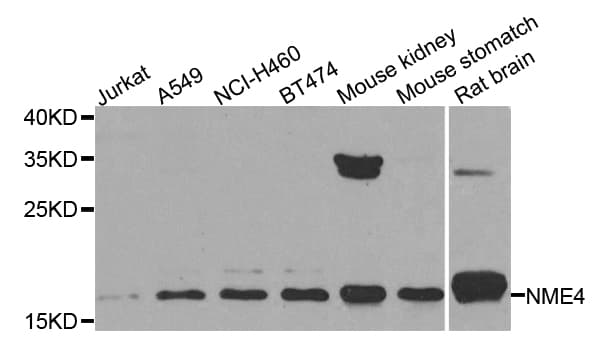 NME4 Antibody