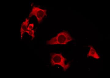 OR52A1 Antibody