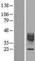 CD30L / CD153 Protein (Over-Expression Lysate Myc-DDK (Flag))