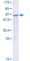 Human METTL1 Protein (Recombinant GST)