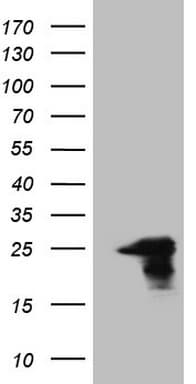 AMTN Antibody (clone OTI2G5, Carrier-free)