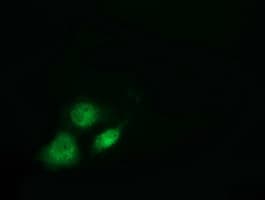 VWA5A Antibody (clone OTI3D6)