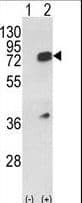 HNRNPL / hnRNP L Antibody (aa249-277)